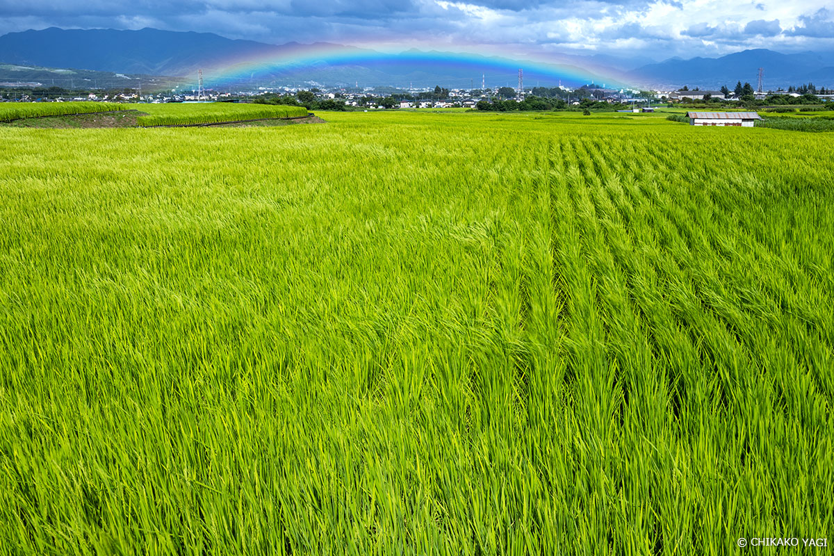 雲の隙間から太陽光が射し込み、田んぼの向こうに小さな虹を映し出していました。 Copyright CHIKAKO YAGI